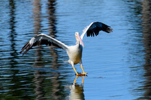 American Pelican Landing On Beautiful Blue Waters With Large Wingspread And Beak Notch For Mating Season