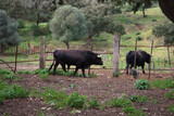 Fototapeta  - group of black bulls in the countryside of spain. The bull is art and tradition.