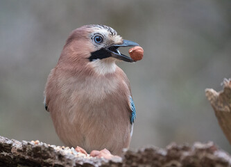 Wall Mural - Der Eichelhäher (Garrulus glandarius)