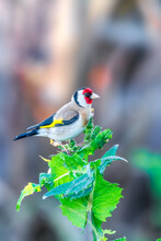 European Goldfinch Perched On The Top Of A Plant
