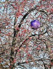 Purple Ornament In Berry Tree