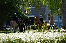 Capital City Cops On Horses