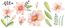 Watercolor Set Of Wild Rose Flowers, Isolated Group Of Floral Objects