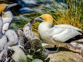 Wall Mural - Gannets gather together during mating season. Murawai Beach, Auckland, New Zealand