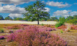 Beautiful dutch scenic heath land landscape with  purple blooming heather erica ericaceae flowers, one oak tree with sand dunes, blue sky clouds - Loonse und Drunense Duinen, Netherlands (Holland)