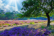 Beautiful  Heath Landscape With Oak Tree, Bright Purple Blooming Heather Erica Flowers, Morning Sun Light Rays - Loonse Und Drunense Duinen, Netherlands