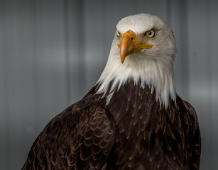 Wall Mural - Bald Eagle keeps alert Birds of Prey Centre Coleman Alberta Canada