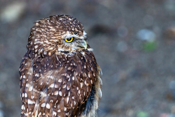 Poster - Burrowing owls watching the sights. Birds of Prey Centre, Coledale, Alberta, Canada