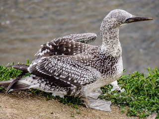 Wall Mural - Gannets gather together during mating season. Murawai Beach, Auckland, New Zealand