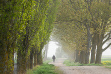 Man Walking Under The Trees On A Misty Spring Morning