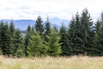 Panorama of mountains in the Ukrainian Carpathians on a summer day.