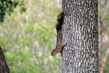 Squirrel Climbing Down Tree Trunk And Contemplating Jumping To Another Tree Trunk