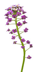 Wall Mural - alyssum flower isolated