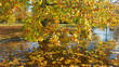 Herbstatmosphäre
bunter Baum am Wasser