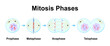 Scientific Designing of Mitosis Phases (Cell Division). Colorful Symbols. Vector Illustration.