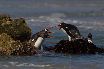 Wall Mural - penguins on the beach