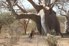 Big Baobab Tree. Giant Eland (Taurotragus Derbianus), Also Known As Lord Derby Eland, Savanna Antelope In Bandia Reserve, Senegal, Africa. African Animal. Antelope, Giant Eland. Safari In Africa