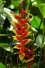 Heliconia Rostrata, Red Crab Claw Flower
