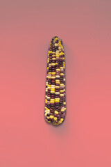 Wall Mural - a top view of the multicolored black and yellow mix raw indian corn