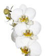 Orchidee weiß vor weißem hintergrund