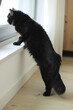 Czarny puchaty kot patrzący przez okno