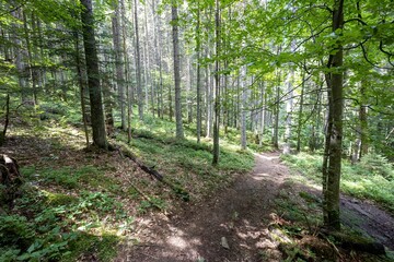 Fototapeta mountain forest in the ukrainian carpathians.