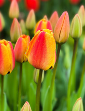 Close Up View Of Tulips In Bloom