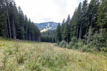 Wall Mural - Panorama of mountains in the Ukrainian Carpathians on a summer day.