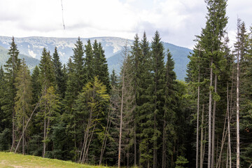 Panorama of mountains in the Ukrainian Carpathians on a summer sunny day.