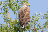 Orzeł bielik łac. Haliaeetus albicilla siedzący na zielonych gałęziach z niebem w tle. Fotografia z Delty Dunaju Rumunia.