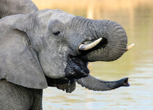 Side View Of Young African Elephant With Tusks Drinking Water.