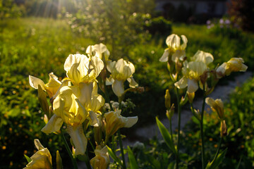 Wall Mural - Yellow iris, Iris pseudacorus, also known as flag iris is in the nature