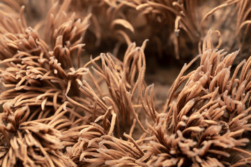 Canvas Print - Extreme closeup of Stemonitis slime mould growing on wood