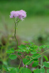 Poster - Meadow-rue, Thalictrum in bloom