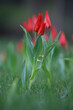 czerwony wiosenny tulipan na tle innych tulipanów 