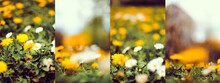 Collage Of Daisy Flowers Photographs, Selective Focus