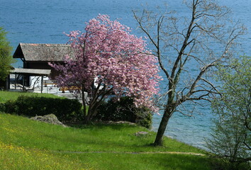 Wall Mural - Sakura