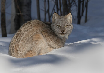 Wall Mural - Lynx