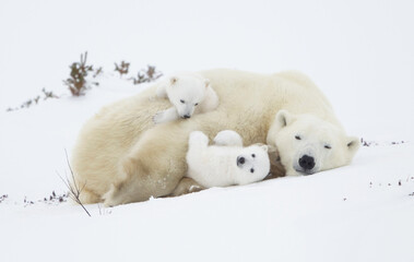Wall Mural - polar bear in the snow