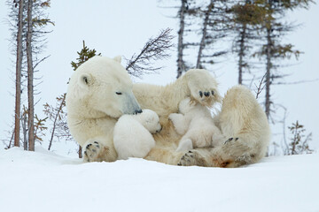 Wall Mural - polar bear nursing cubs