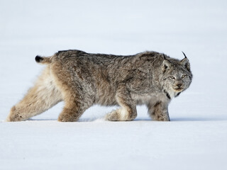 Wall Mural - lynx in snow