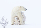 Fototapeta Zwierzęta - Polar bear mother and cubs