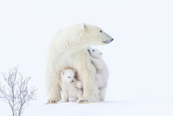 polar bear mother and cubs