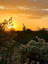 Saguaro, Creosote, And Cholla Cactus At Sunset, Vail, Arizona