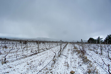 Wall Mural - Vineyard in the snow