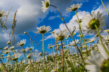 Poster - Field daisies