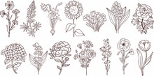 Vector Flowers Collection. Linear Botanical Illustration: Cornflower, Bluebonnet, Daffodil, Sunflower, Crocus, Hyacinth, Rose, Hydrangea, Lily Of The Valley, Peony, Chamomile, Bluebell, Poppy, Tulip