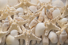  Summer Wallpaper.white Seashells And Beige Starfish Texture.Background In A Marine Style In White And Beige Tones. 