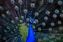 Close Up Of Peacock With Spread Tail