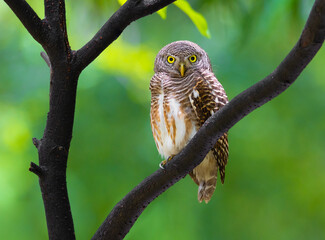 asian barred owlet, glaucidium cuculoides birds on the tree in the natural forest